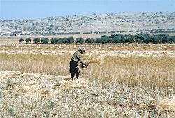 
A farmer harvesting wheat with a sickle in Syria.

