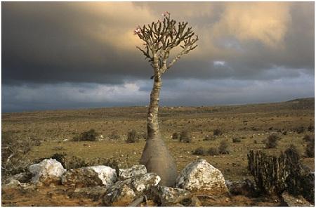 
Socotra’s biodiversity is of immeasurable value, yet faces increased challenges such as habitat fragmentation, over-exploitation and loss of traditional knowledge.  Adenium obesum  ssp.  sokotranum, Diksam Plateau, Socotra.
