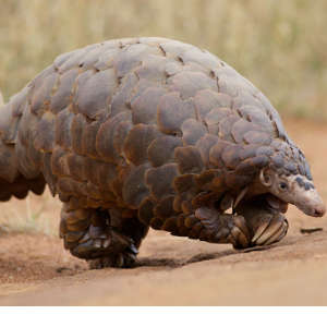Pangolins are hunted for their blood, scales, and meat.