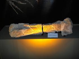 
A fossil of the femur of a sauropod
