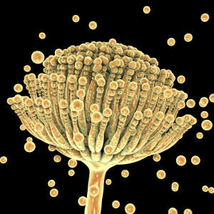Aspergillus fungus produces aflatoxin, a poisonous carcinogen.