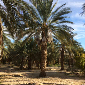 Samples were taken from date palm roots and the soils in seven Sahara Desert oases, including the Rjim Maatoug Oasis in western Tunisia.