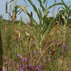 A pearl millet field infested with Striga hermonthica (purple flowers), an invasive, parasitic plant.