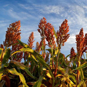 Sorghum is a staple food crop that supports the livelihood of millions of people in sub-Saharan Africa.