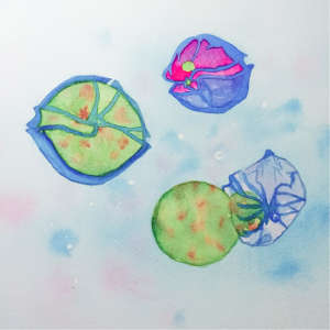 Watercolor painting: The parasite Amoebophrya (upper left green) infects the dinoflagellate Alexandrium (upper right), a single-celled organism that forms toxic algal blooms. Amoebophrya penetrates its host, eats it from the inside out, and then emerges from the dead organism (right down), decimating Alexandrium populations.