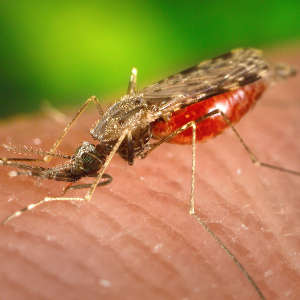 The malaria parasite is usually transmitted through the bite of a female Anopheles mosquito.