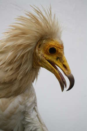 The adult Egyptian vulture (Neophron percnopterus) is a globally endangered species that has a mutualistic relationship with humans, regularly feeding on anthropogenic waste.