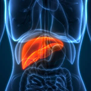 Scientists have long known about the liver’s ability to regenerate but are just beginning to uncover the epigenetic mechanisms involved.