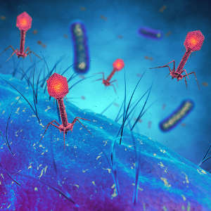 Bacteriophages infect and replicate within bacteria.