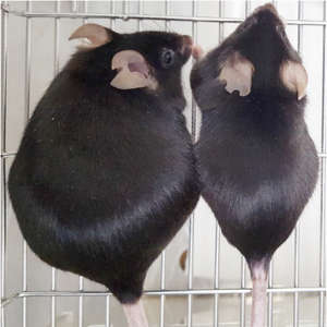 A mouse missing Arid5a (left) weighed twice as much as a wild-type control mouse (right).