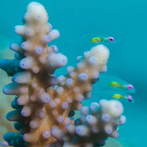 سمك القوبيون وردي العين أعلى شعاب مرجانية من النوع Acropora hemprichii في منتصف البحر الأحمر.