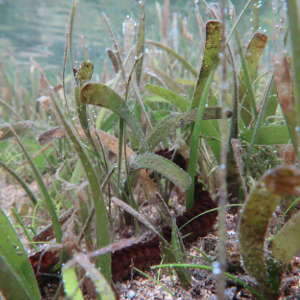 Seagrasses producing oxygen bubbles during photosynthesis.