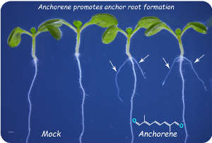 Anchorene, a recently identified signalling molecule in plants, promotes anchor root formation in Arabidopsis.