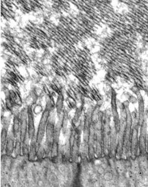 Transmission electron microscope image of the developing tectorial membrane in a mouse two days after birth.