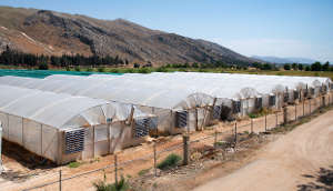 Greenhouses at Terbol Station, Lebanon