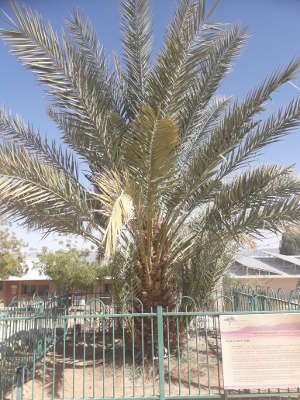Methuselah, one of the date palms that was germinated from a 2,200 year old seed, now growing in Israel. 