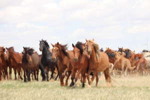 خيولٌ تركض في سهوب منغوليا الداخلية بالصين، يوليو 2019.