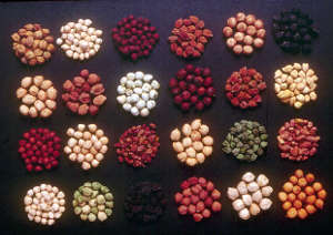 There are many different varieties of chickpea seeds.