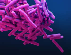 Medical illustration of drug-resistant Mycobacterium tuberculosis bacteria, presented in the Centers for Disease Control and Prevention (CDC) publication entitled 