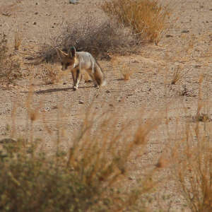 Rueppell’s fox (Vulpes rueppellii) adapted to life in the Sahara Desert where limited water is available.