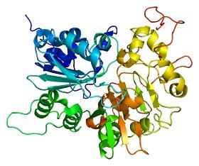 
Structure of the TDP1 protein
