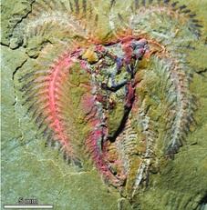 
Marrellomorph arthropod, probably belonging to the genus Furca, Upper Fezouata Formation.
