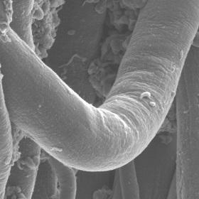 
Scanning Electron Microscope image of a coated spider silk fibre.
