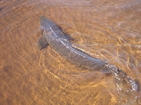
The female lake sturgeon can live for more than 152 years.
