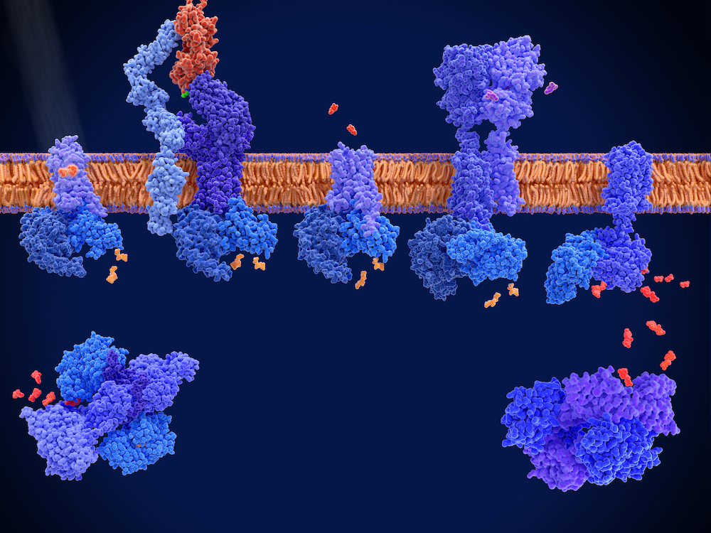 بفضل التقنية الجديدة لمستقبلات PAGERs، يمكن للباحثين إنتاج مستقبلات GPCRs قابلة للتعديل حسب الغرض من استخدامها.