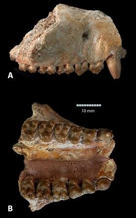 
The jawbone and cheek teeth of  Ocepeia daouiensis.
