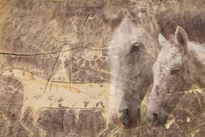 Left image: Horse and rider petroglyph at the Tolar site, located in Sweetwater County, Wyoming. This depiction was likely carved by ancestral Comanche or Shoshone people. Right: Curly mare (Rina) and her leopard-spotted foal. 